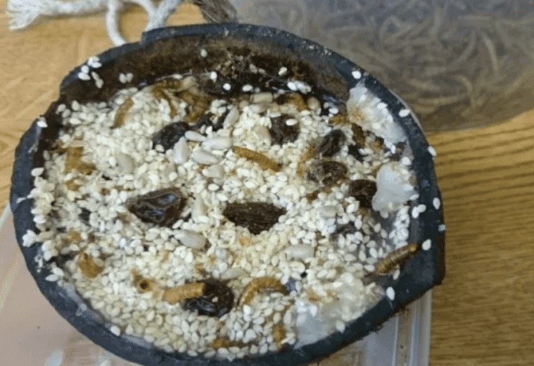 coconut bird feeder