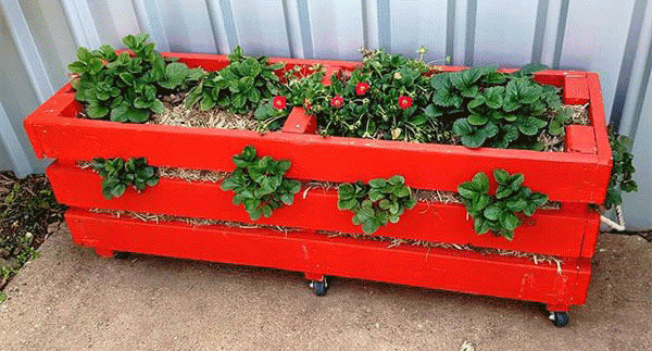 Strawberry planter made out of pallets