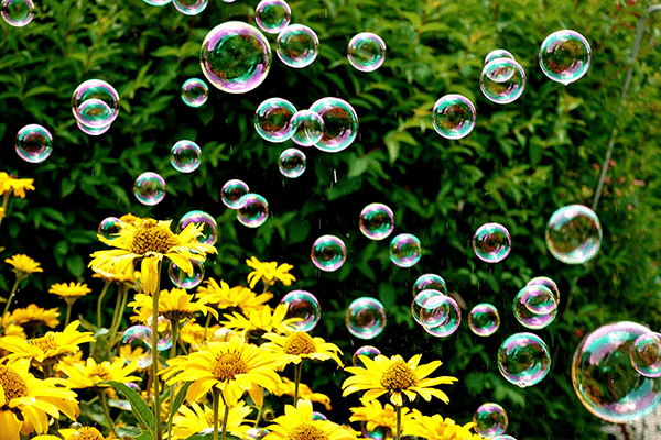Soap bubbbles floating above spring flowers