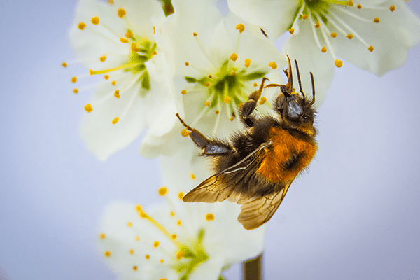 Spring bee in the garden