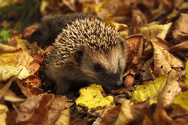 Hedgehog in autumn leaves