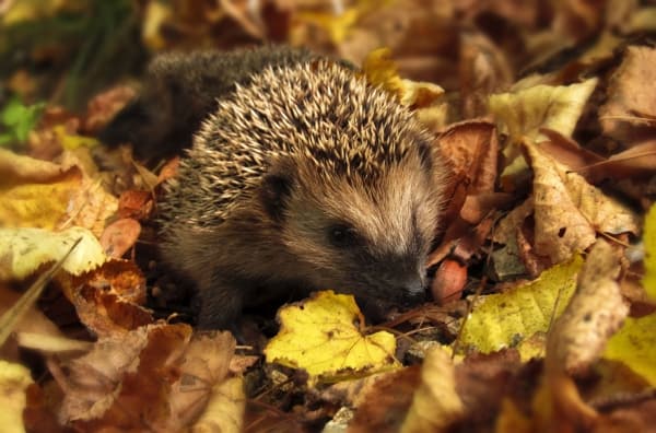 hedgehog in autumn leaves