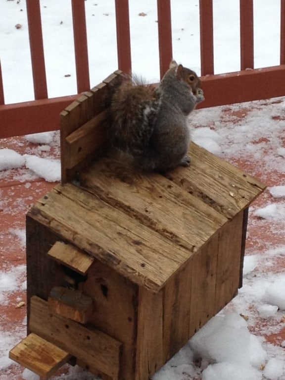 squirrel box made from pallets